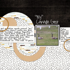 My-Canada-Geese