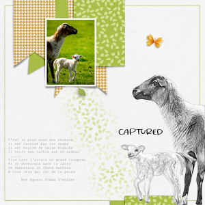 Lamb