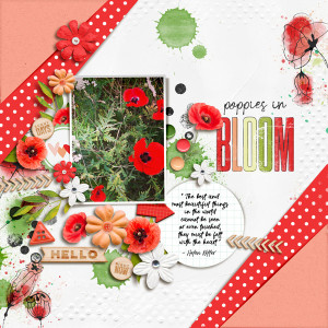Poppies In Bloom