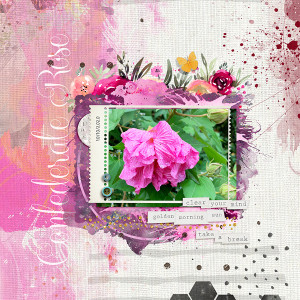 Confederate Rose