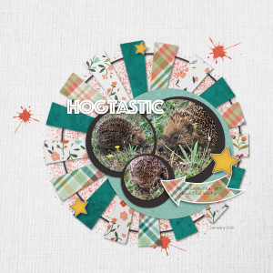 MIS: Hogtastic