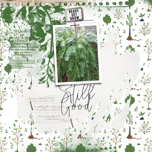 Jungle
