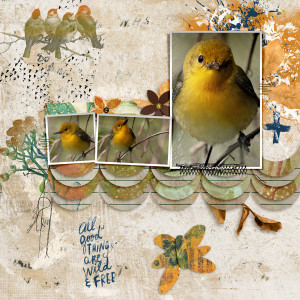 Bird