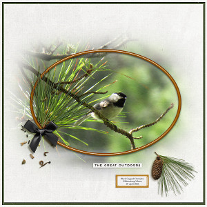 Black Capped Chickadee