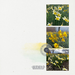 Daffodils