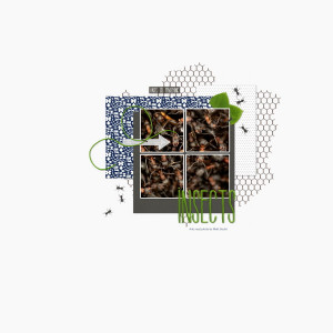 Ants