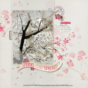 Cherry Blossoms 2021