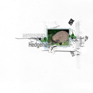 Hedgehog