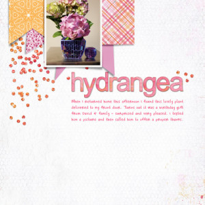 Hydrangea