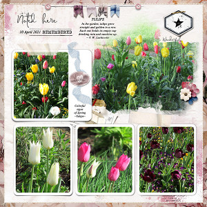 Tulips