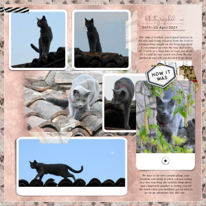 210423_roof Cat