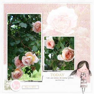 Rose