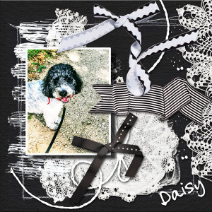 Daisy {Black and White}