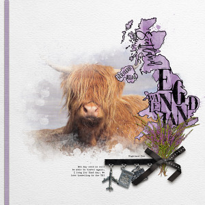 Highland Coo