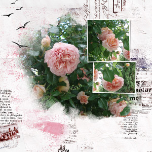 Roses