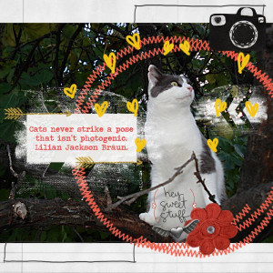 May Pink Reptile Designs Challenge Dady's Cat Strike A Pose