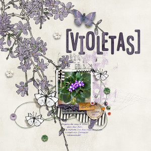 Violetas