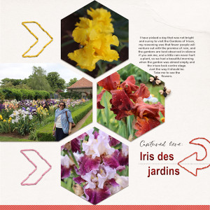 210605_Iris Garden