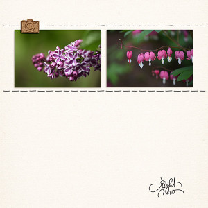 Flowers In The Yard