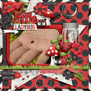 Little ladybug