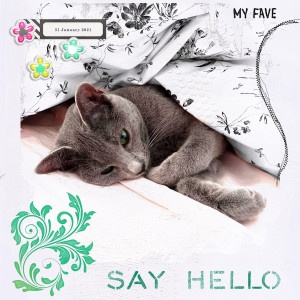 210131_cat Hello