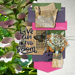 SwL_livelifeinfullbloom