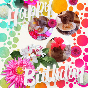 210613_cat Birthday