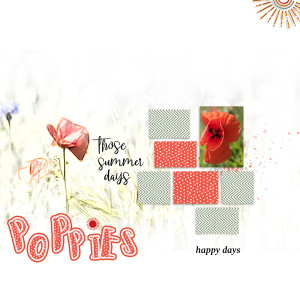 Poppies