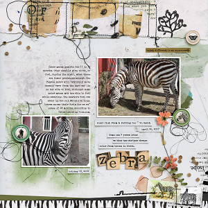 Zebra