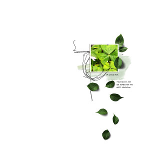 Shamrocks