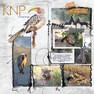 KNP_sightings