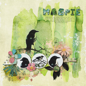 magpie