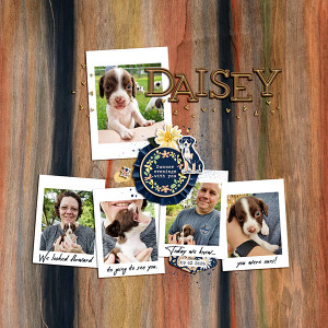 Daisey