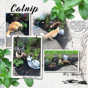 2021-Inspiration-challenge--Catnip