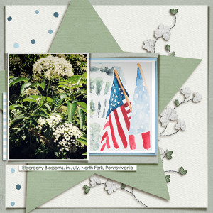 elderberry blossoms in July