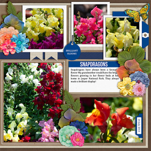 Snapdragons