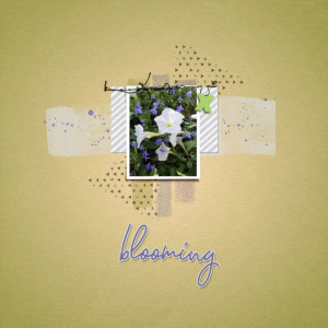 Blooming Hanging Plant 2019