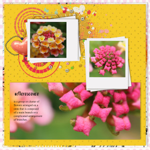 210627_flower