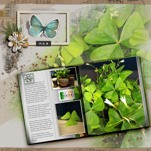 Shamrocks