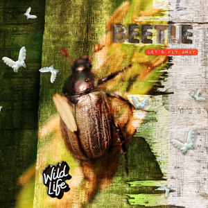 210708_beetle