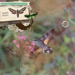 210709_Hawk Moth