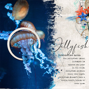 Jellyfish