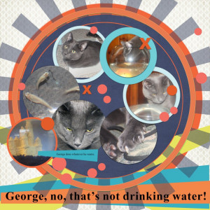 Gmiller-template_sunshine-1 George, No!