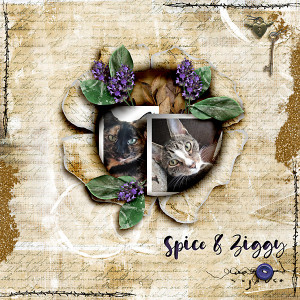 Spice & Ziggy