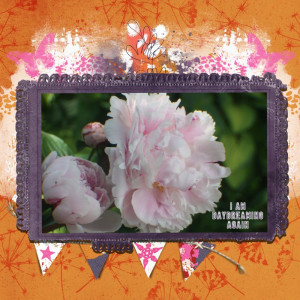 Lynn Grieveson Daydreaming Again Peony Page