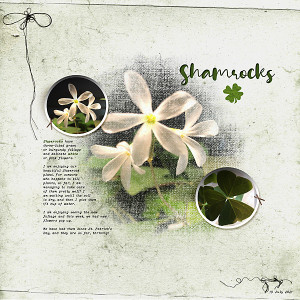 Shamrocks