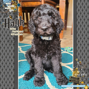 Hank the Goldendoodle