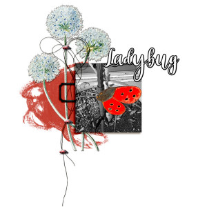 Slowscrap_728_ladybug