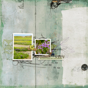 Lamsoor in het Zwin