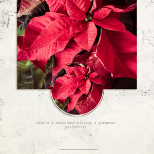 Poinsettia